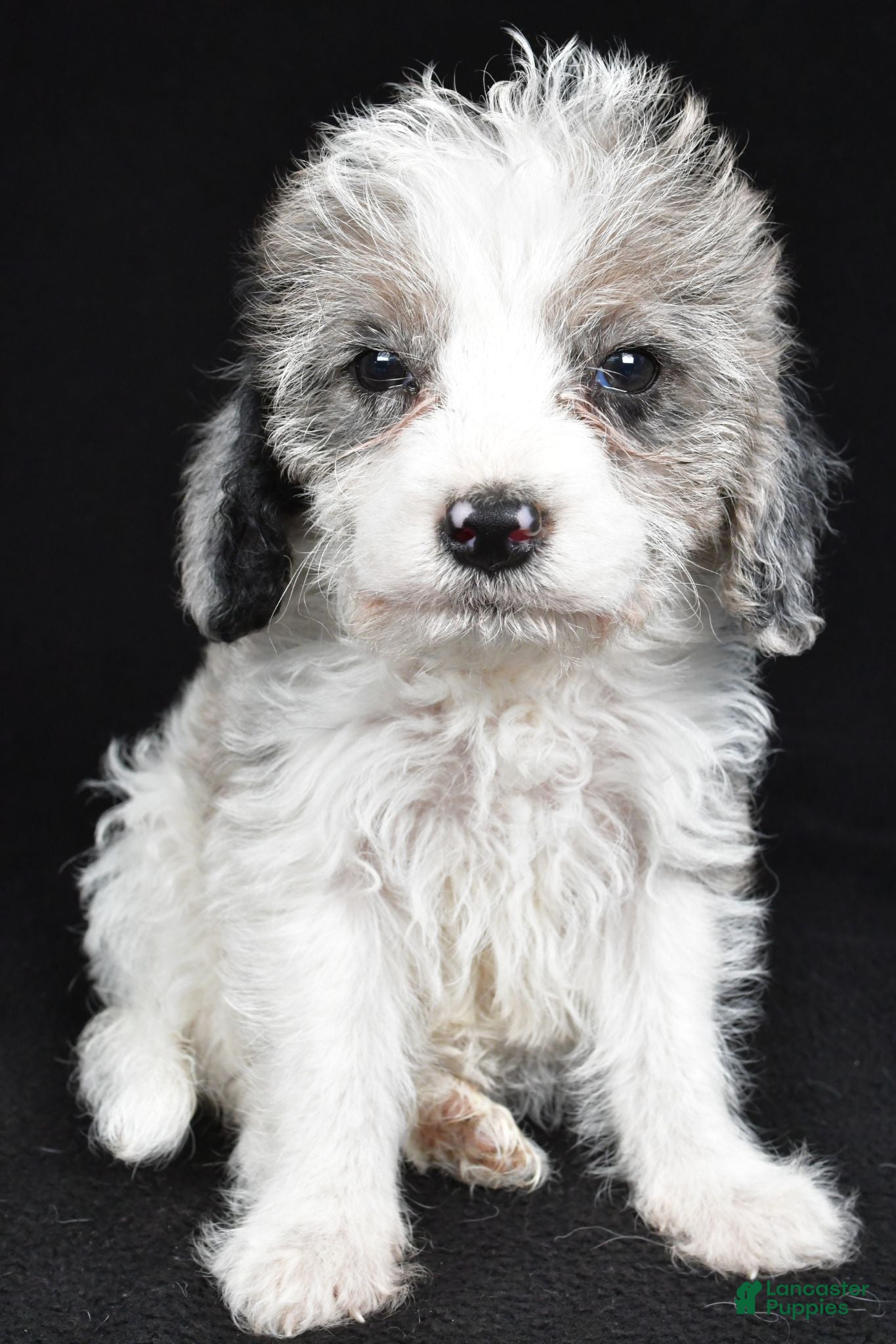 Mixed Breed dogs Ginger - Ad 2