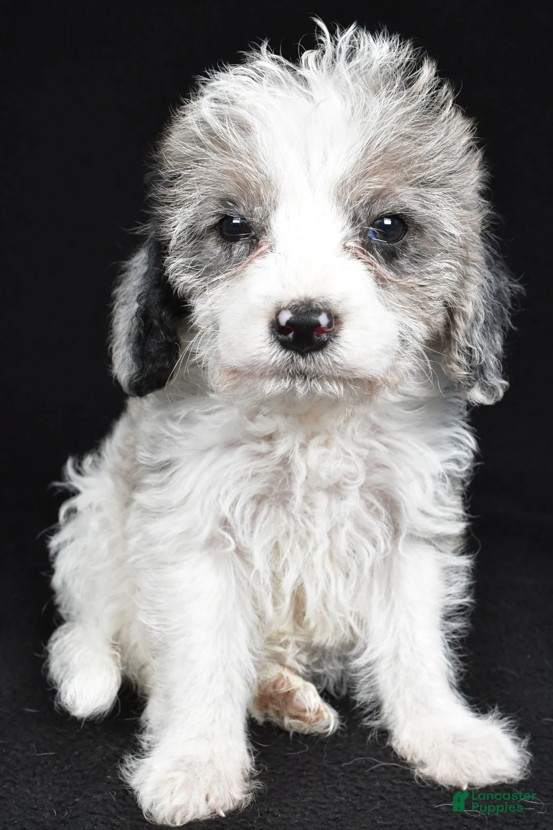 Mixed Breed dogs for sale: Ginger - Ad 2
