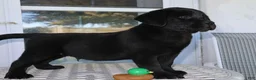 Labrador Retriever dogs for sale: Winston - Champ lines - Ad 4