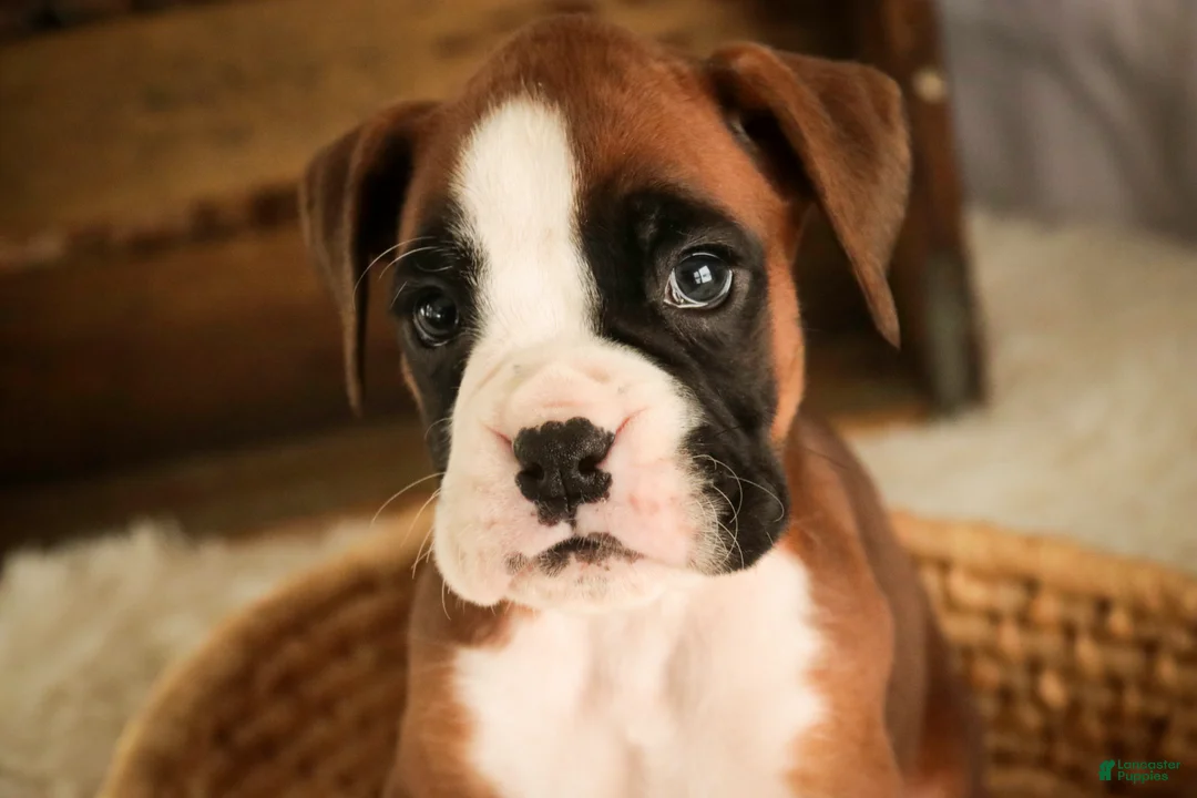 Boxer dogs for sale: Macchiato - Ad 4