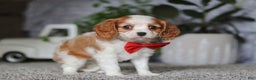 Cavalier King Charles Spaniel dogs for sale: Gypsy - Ad 2