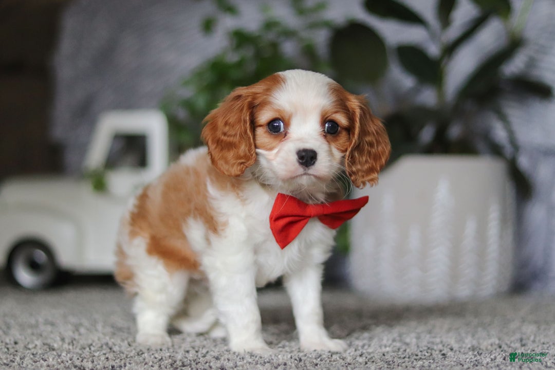 Cavalier King Charles Spaniel dogs for sale: Gypsy - Ad 2