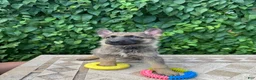 German Shepherd dogs for sale: Blueberry  - Ad 3