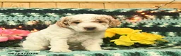 Mini Goldendoodle dogs for sale: Kingston  - Ad 3