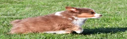 Miniature Australian Shepherd dogs for sale: Alex - Ad 6