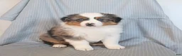 Miniature Australian Shepherd dogs for sale: Sandy - Ad 4