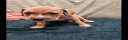 American Pit Bull Terrier dogs for sale: American Pit Bull Terrier Bean - Ad 3