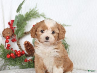 Teddy Bear dogs - Ad 32