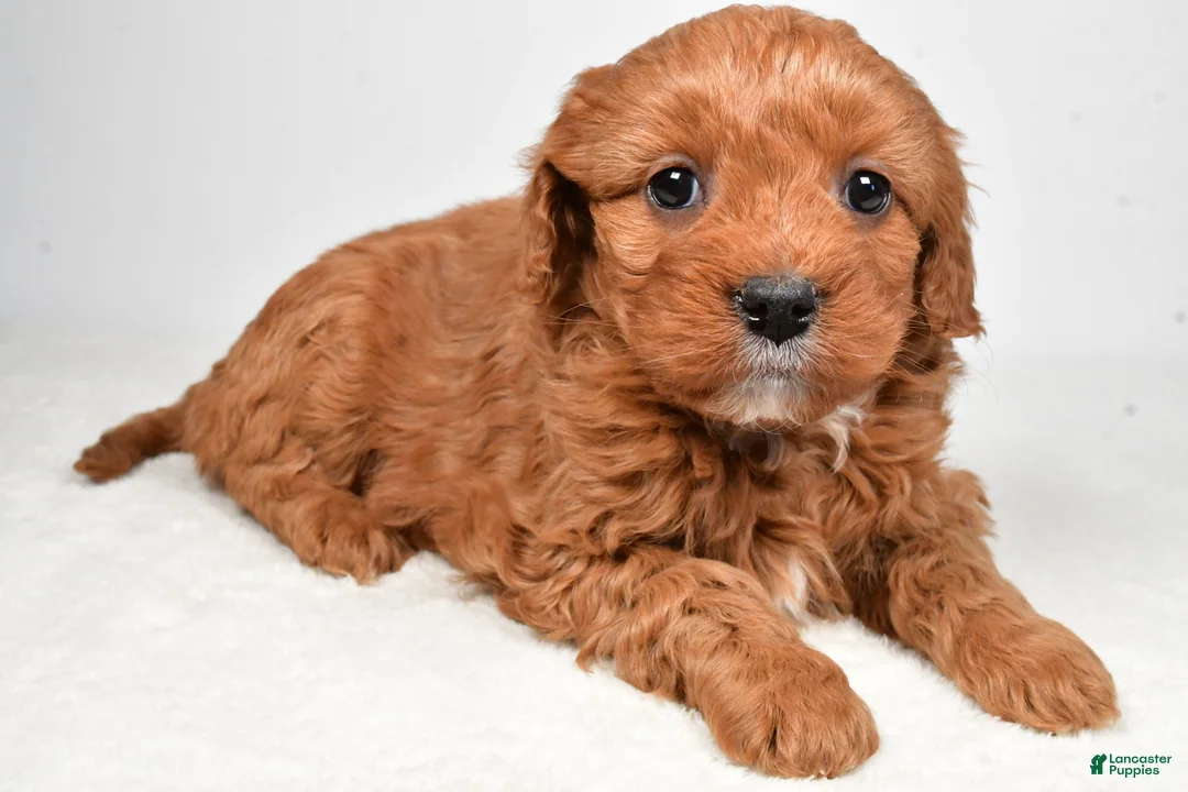 Mini Goldendoodle dogs for sale: Bella - Ad 7