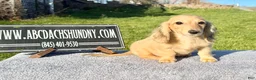 Miniature Dachshund dogs for sale: Miniature Dachshund Puppy 2 - Ad 6