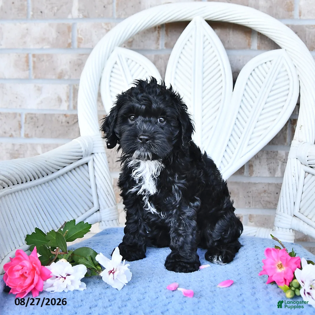 Cockapoo dogs for sale: Tulip - Ad 1