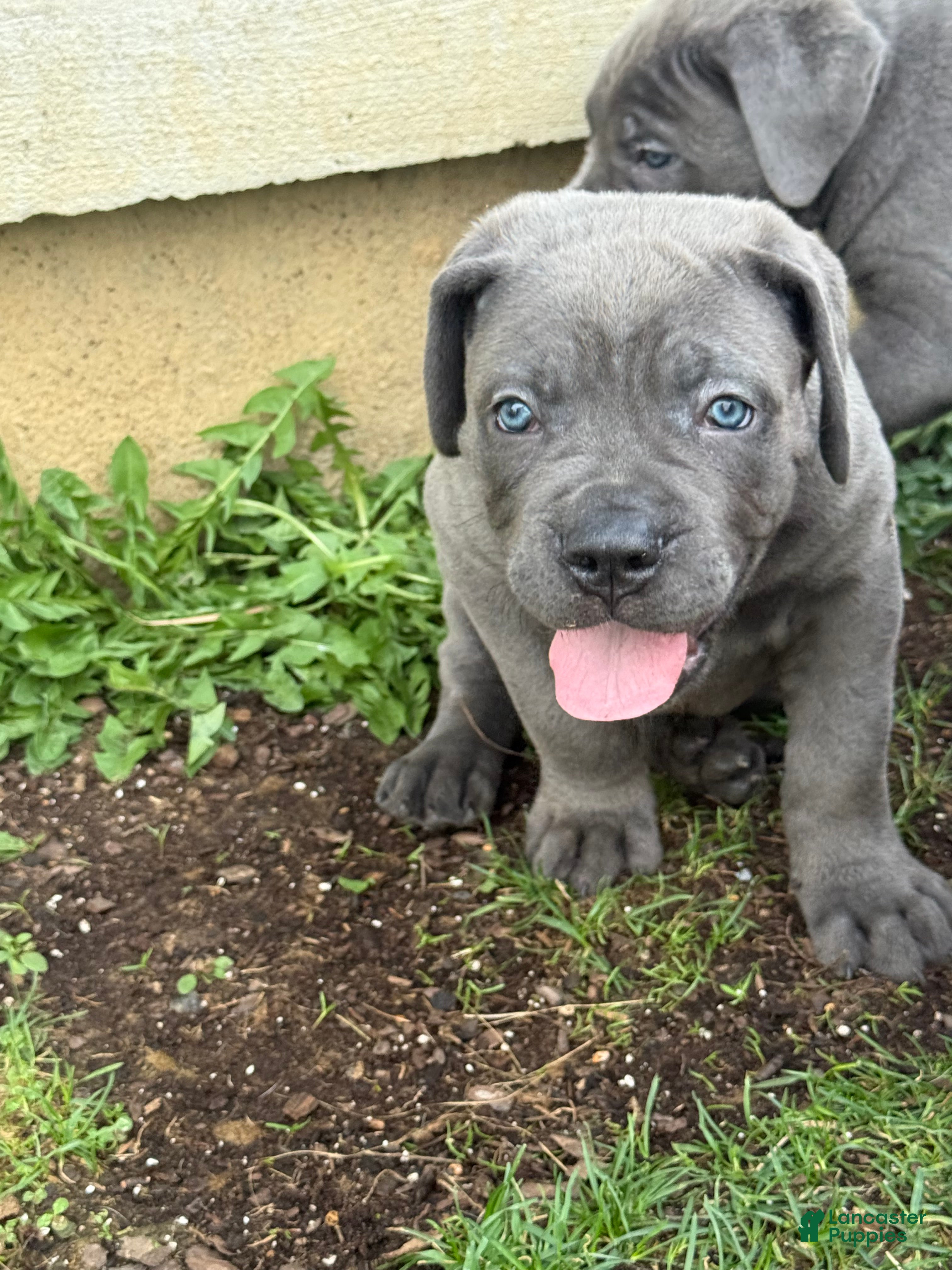 Cane Corso dogs Cane Corso Puppy 4 - Ad 1