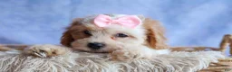 Cavachon dogs for sale: RACHEL - Ad 5