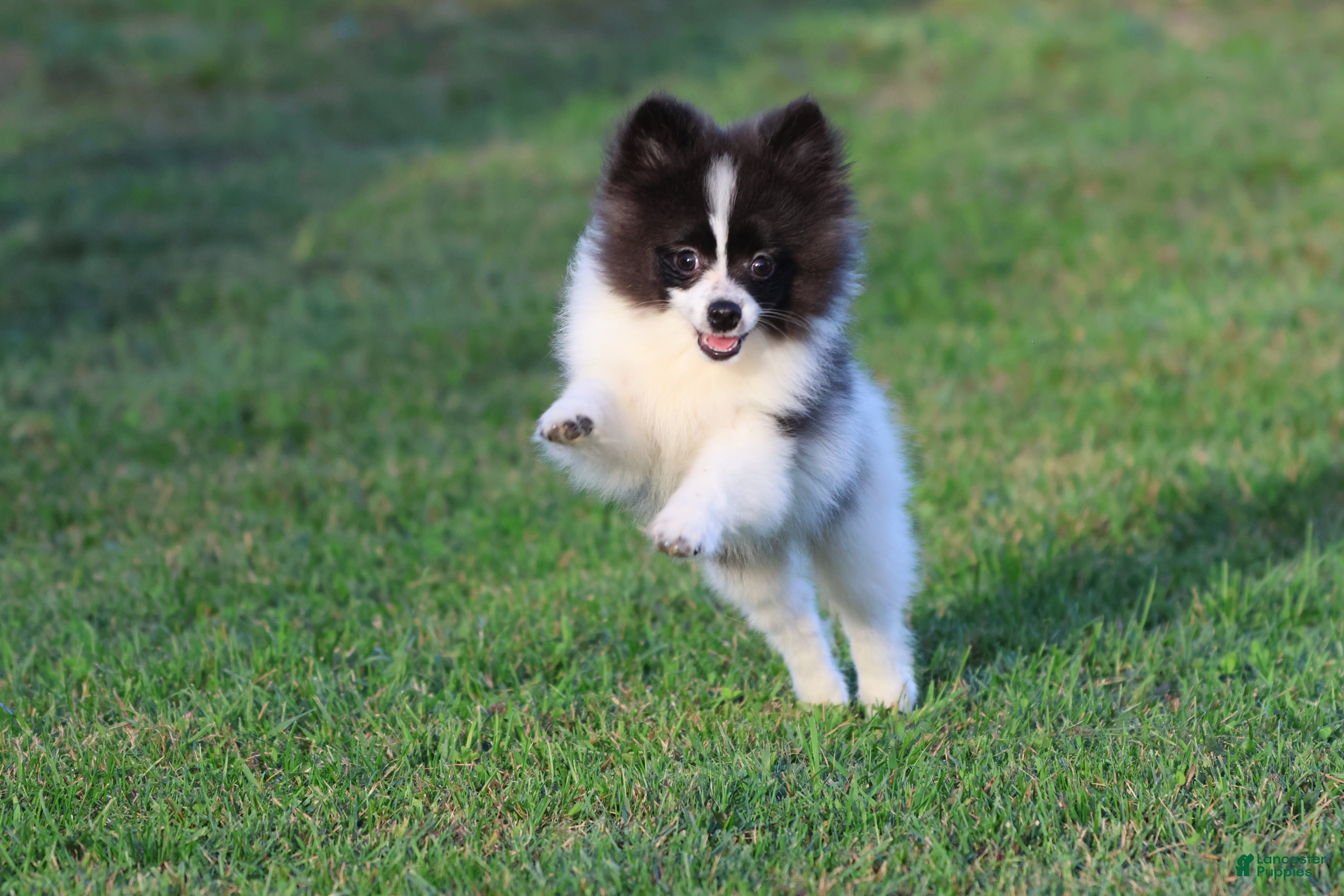 Pomeranian dogs Feather - Ad 1