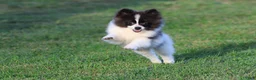 Pomeranian dogs for sale: Feather - Ad 1