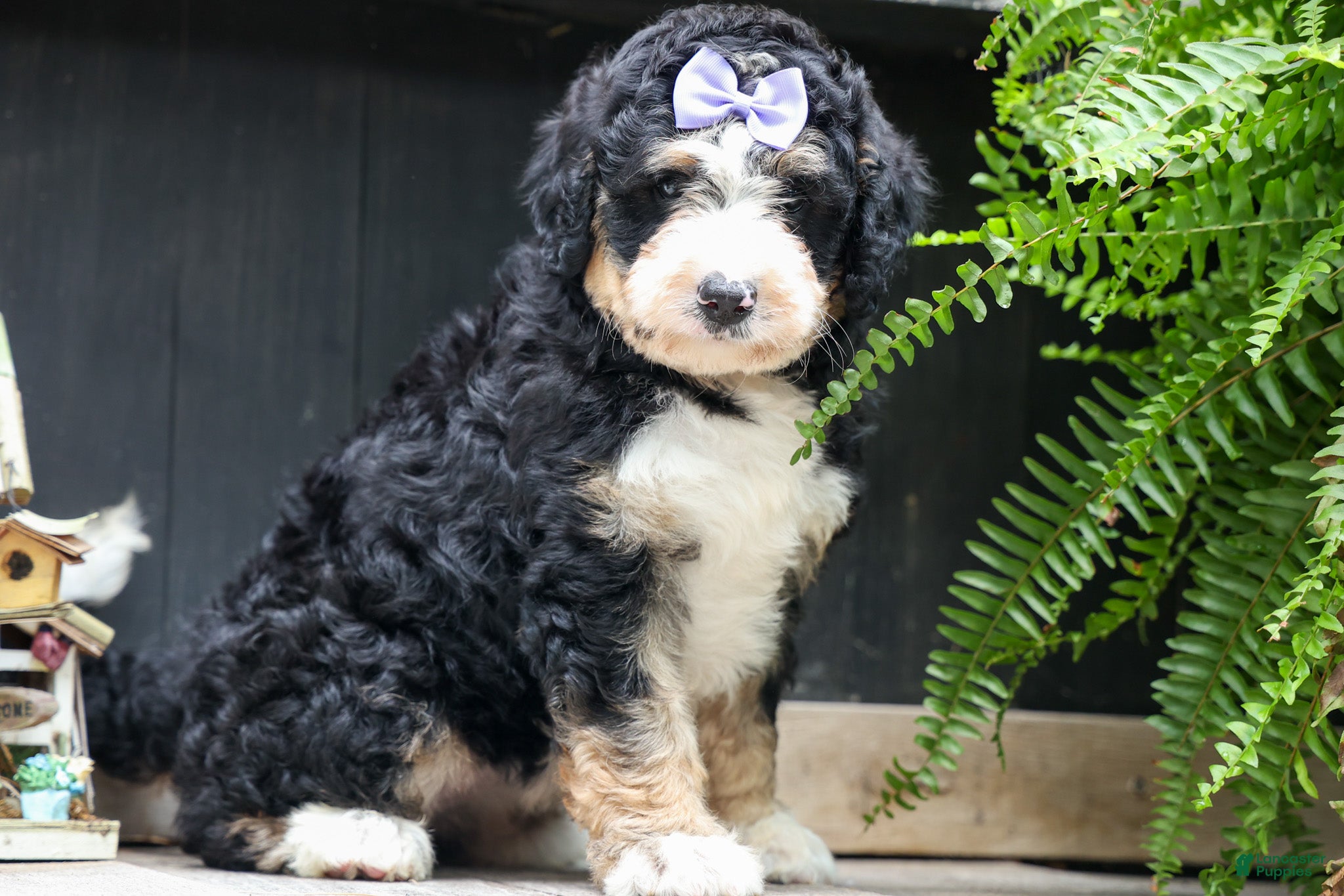 Bernedoodle dogs  Darla   - Ad 1