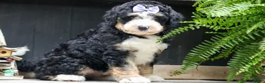  Darla  