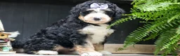 Bernedoodle dogs for sale:  Darla   - Ad 1