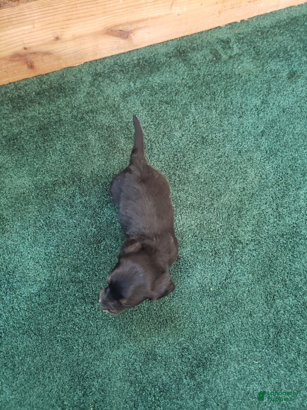 Miniature Dachshund dogs for sale: Barbie - Ad 2