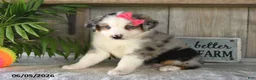 Australian Shepherd dogs for sale: Sophia - Ad 4