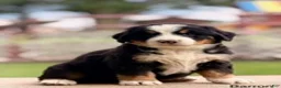 Bernese Mountain Dog dogs for sale: Baron - Ad 1