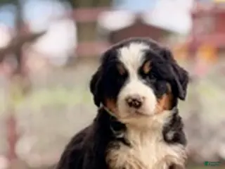 Bernese Mountain Dog dogs Baron - Ad 42