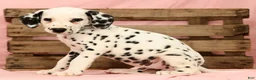Dalmatian dogs for sale: Ringo - Ad 6