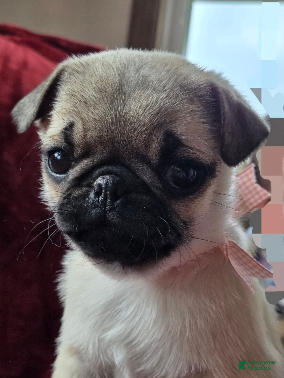Pug dogs  valentine 💓 - Ad 2