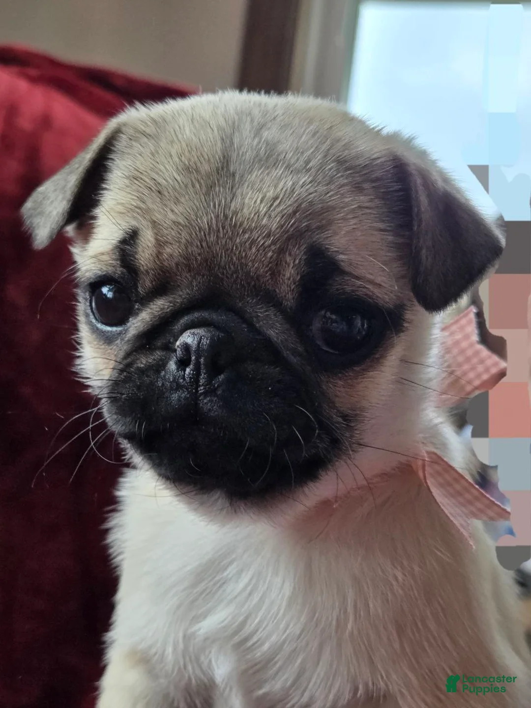 Pug dogs for sale:  valentine 💓 - Ad 2