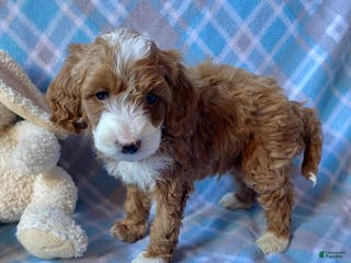 Mini Goldendoodle dogs Champ - Ad 24