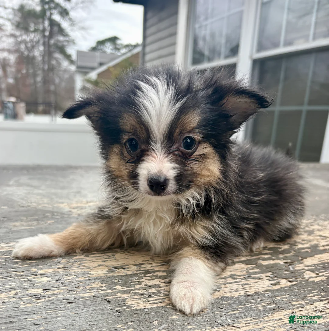 Mixed Breed dogs for sale: Milo - Ad 2