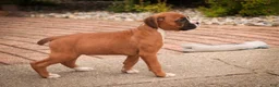 Boxer dogs for sale: Tara - Ad 6