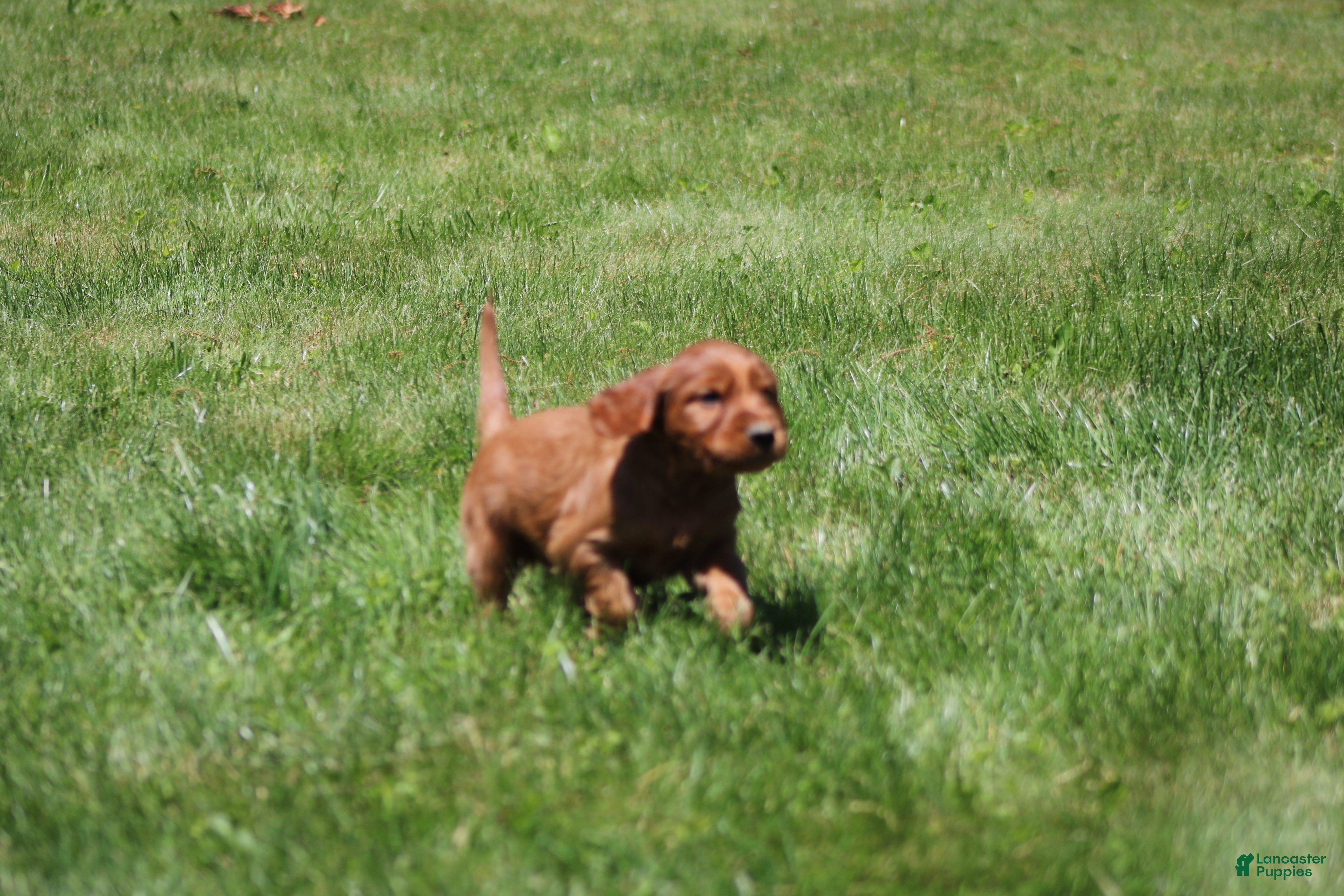 Irish Setter dogs for sale: Milo - Ad 5