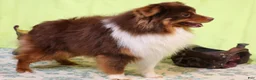 Toy Australian Shepherd dogs for sale: Gilly black-tri with tail - Ad 2