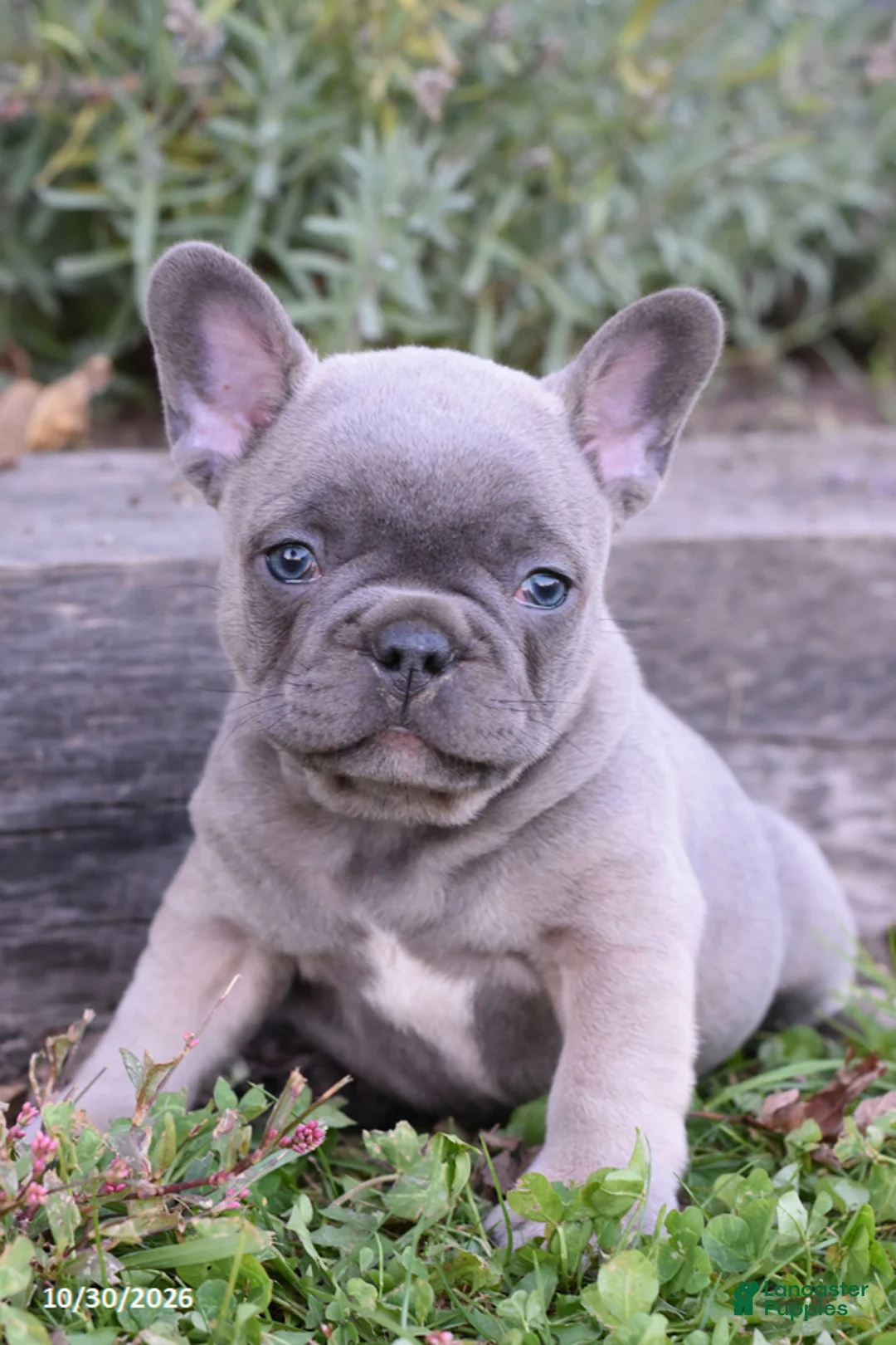 French Bulldog dogs for sale: Tyler - Ad 1