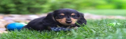 Miniature Dachshund dogs for sale: Benje - Ad 6