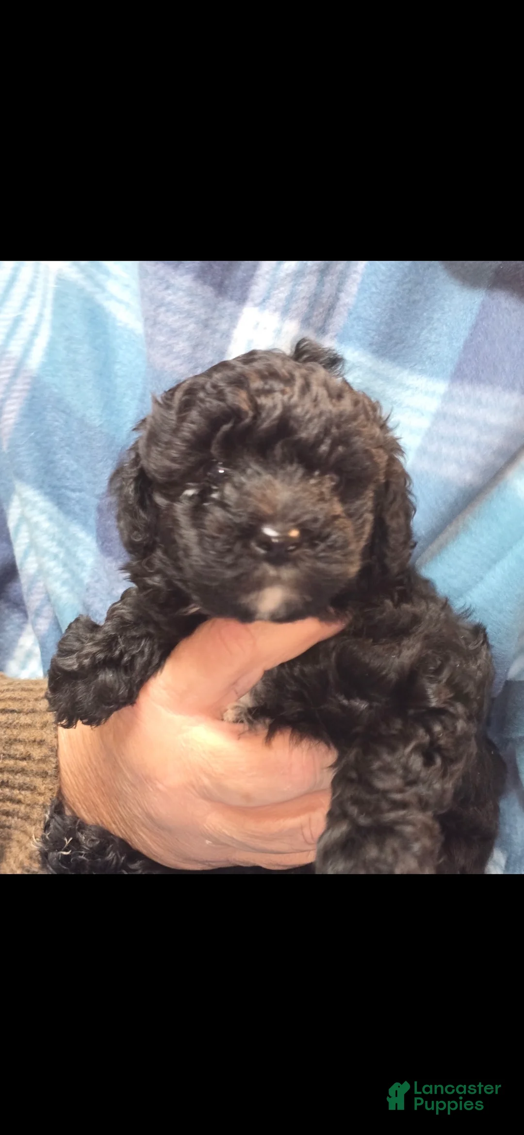 Yorkiepoo dogs for sale: Teacup Oreo - Ad 2