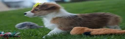 Corgipoo dogs for sale: NOEL - Ad 6