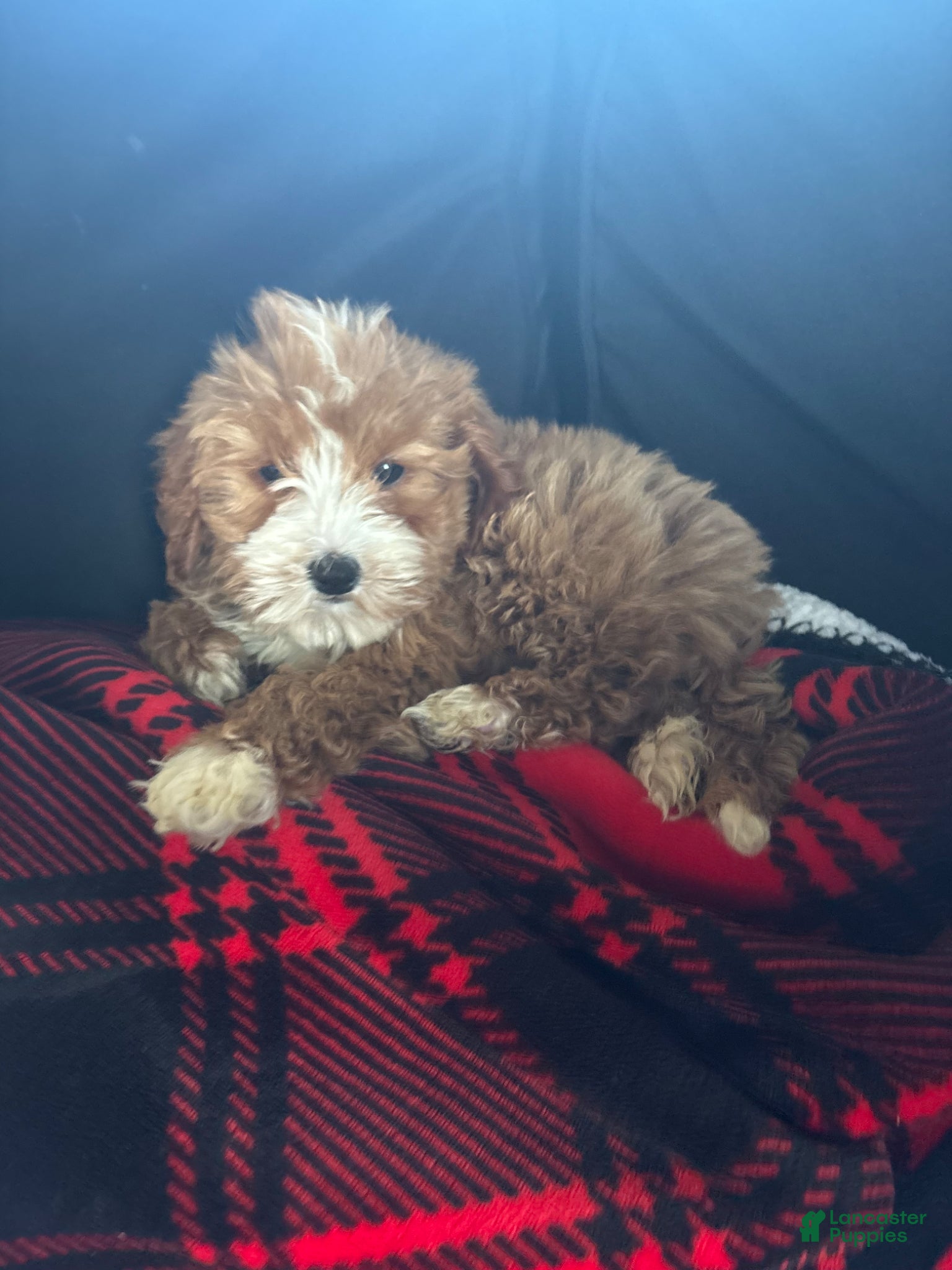 Cavapoo dogs CAVAPOO CALI❤️🐾 - Ad 1