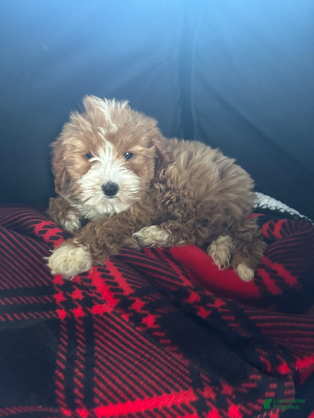 Cavapoo dogs for sale: CAVAPOO CALI❤️🐾 - Ad 1