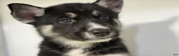 Mixed Breed dogs for sale: Jax - Ad 6