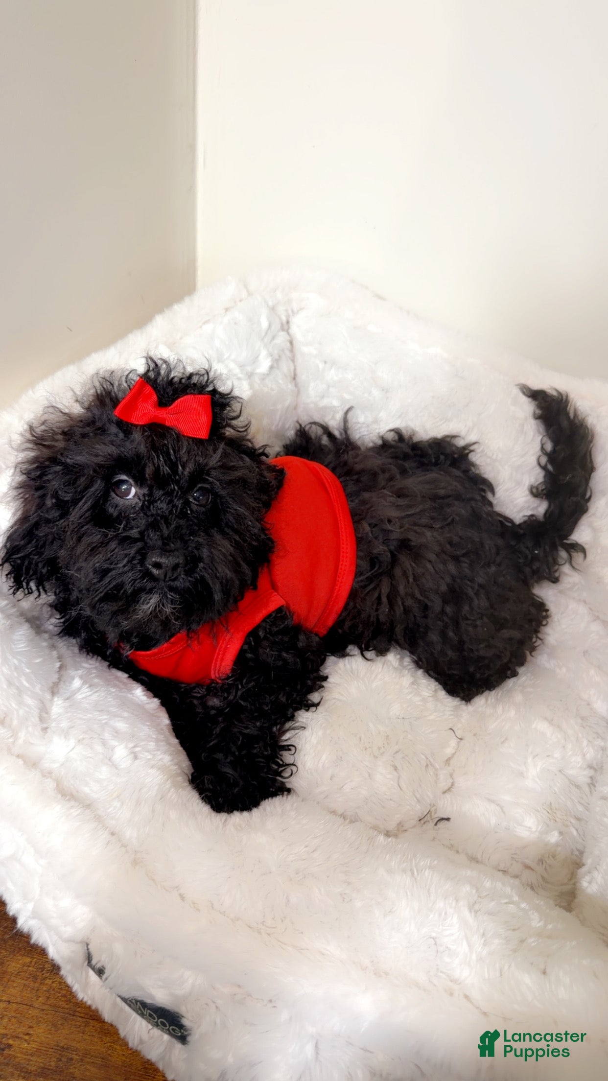 Maltipoo dogs Luna  - Ad 2