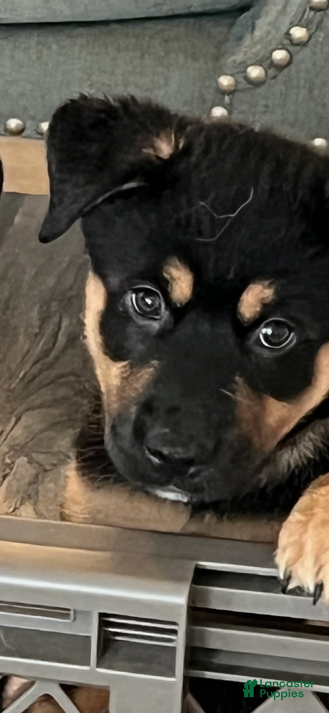 Mixed Breed dogs for sale: Jax - Ad 1