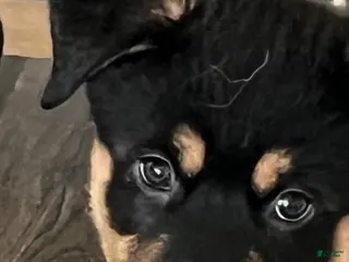 Mixed Breed dogs Jax - Ad 1
