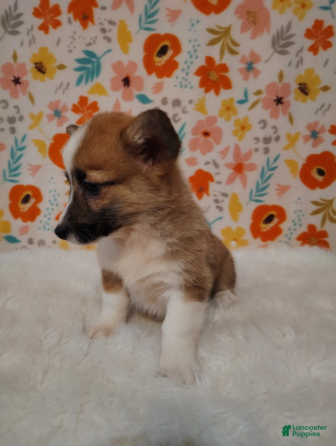 Welsh Corgi Pembroke dogs for sale: Evelyn - Ad 5