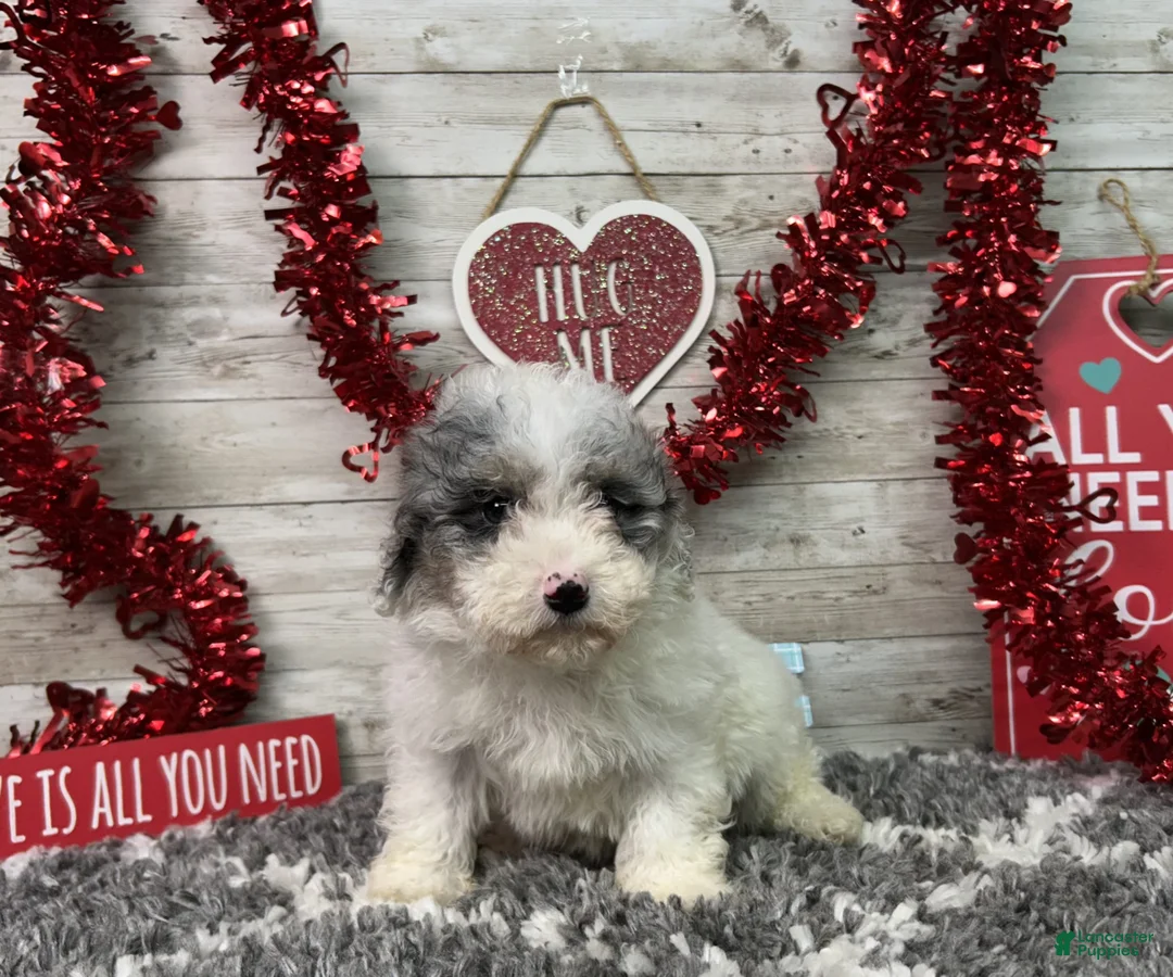 Miniature Poodle dogs for sale: Logan - Ad 4