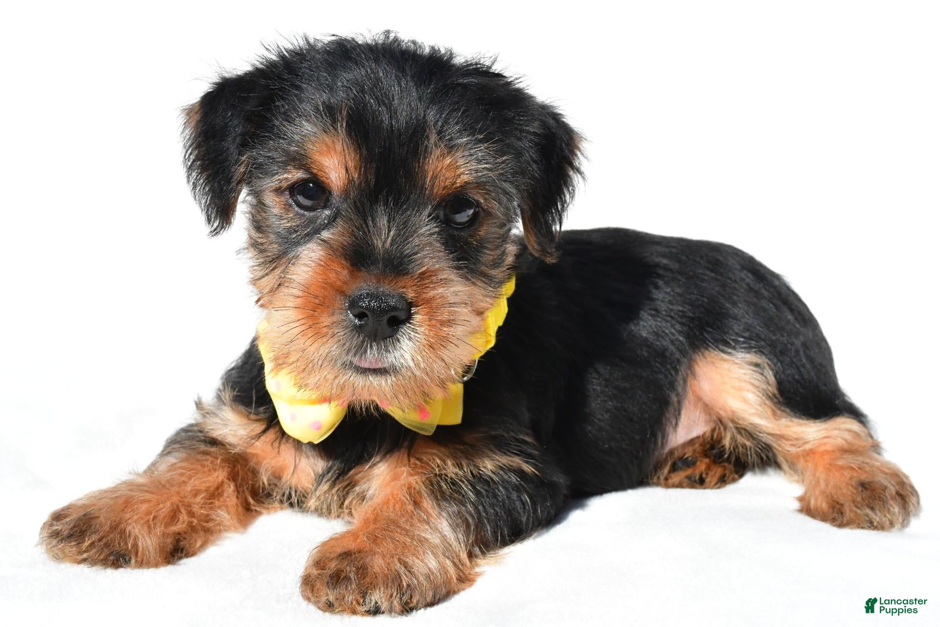 Yorkshire Terrier dogs for sale: Johnson - Ad 1