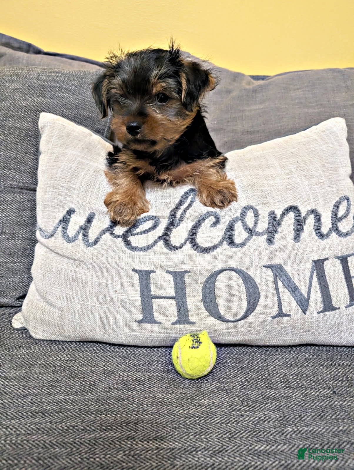 Yorkshire Terrier dogs Yorkshire Terrier Male 2 - Ad 39