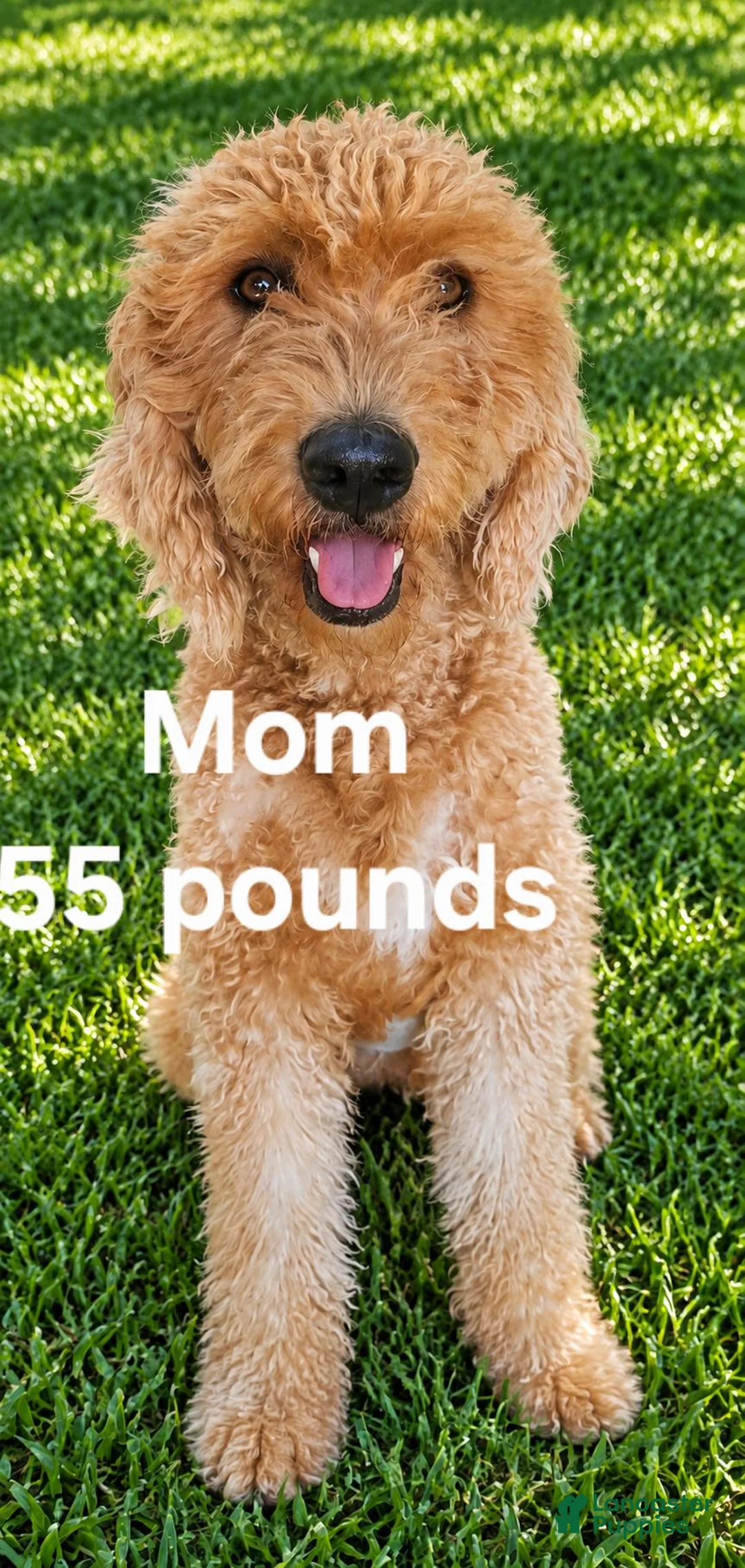 Goldendoodle dogs for sale: Black collar boy - Ad 2