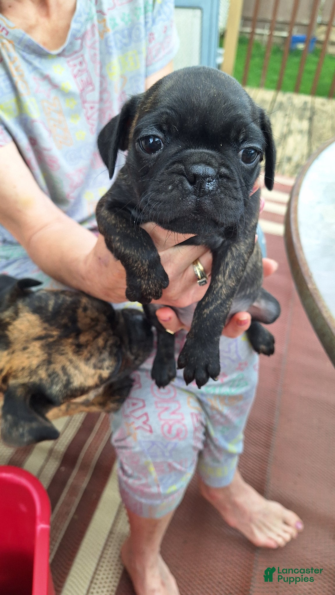 Mixed Breed dogs Biscuit  - Ad 23